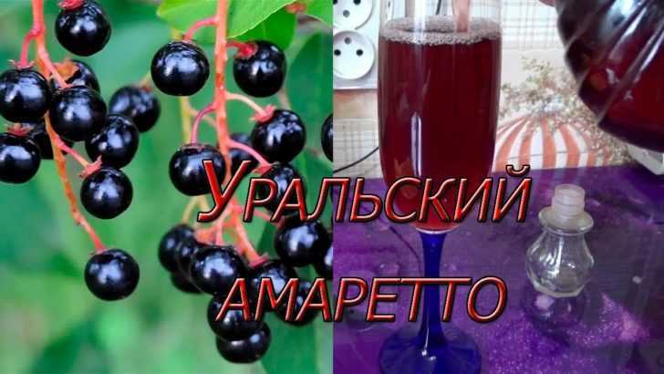 Пусть ваш вечер станет незабываемым: секреты приготовления ароматного черемухового вина в домашних условиях Рецепт черемухового вина как сделать ароматный напиток своими руками